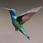 Hummingbird