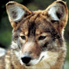 coywolf