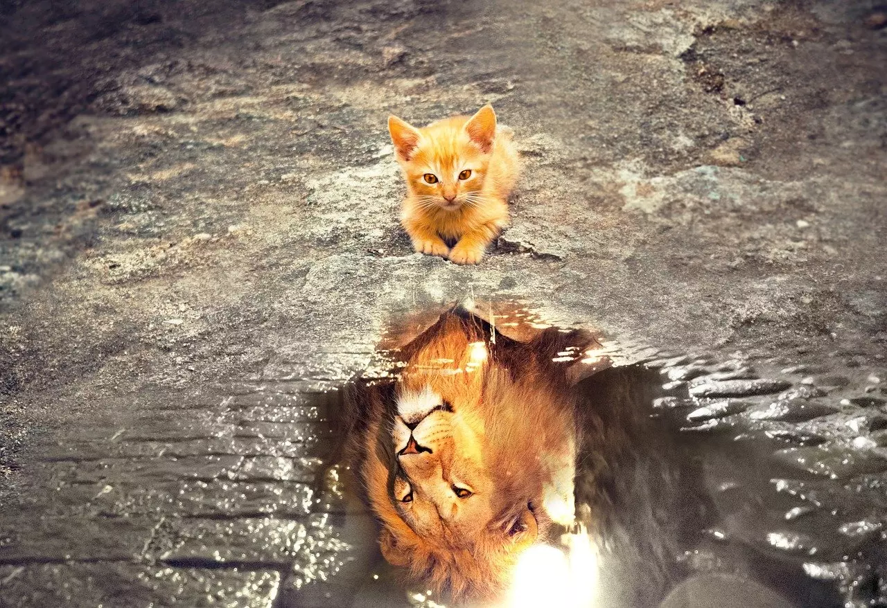 orange kitten lying on a wet brick road looking into a puddle of water which reflects the image of a large orange lion